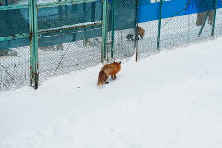 Cute fox on snow in winter season at Zao fox village, Miyagi prefecture, Japan. landmark and popular for tourists attraction near Sendai, Tohoku region, Japan. Travel and Vacation conceptの写真素材