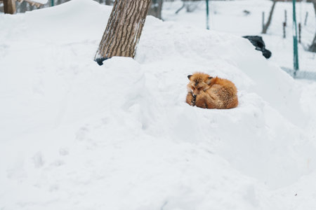 Cute fox on snow in winter season at Zao fox village, Miyagi prefecture, Japan. landmark and popular for tourists attraction near Sendai, Tohoku region, Japan. Travel and Vacation conceptの写真素材