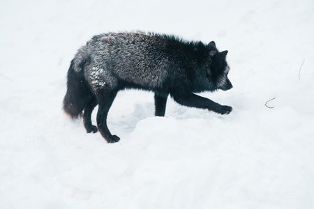 Cute fox on snow in winter season at Zao fox village, Miyagi prefecture, Japan. landmark and popular for tourists attraction near Sendai, Tohoku region, Japan. Travel and Vacation conceptの写真素材