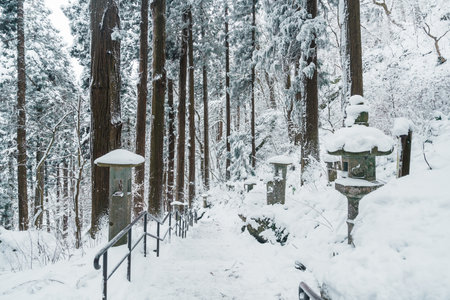 Pine trees covered with snow in winter season. Beautiful winter background and wallpaperの写真素材