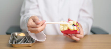 Dentist with tooth Anatomy model. Oral Teeth decay and disease, Scrape off tartar. March Oral health, Dentist Day, False Teeth. Toothache and Children Dental Health Month and Orthodontic Health Dayの写真素材