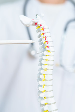 Doctor with human Spine anatomy model. Spinal Cord Disorder and disease, Back pain, Lumbar, Sacral pelvis, Cervical neck, Thoracic, Coccyx, Orthopedist, chiropractic, Office Syndrome and healthの写真素材