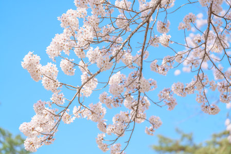 beautiful Spring day, Cherry blossom against blue sky in park, Somei Yoshino Sakura blooming in...