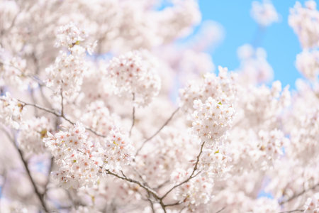 beautiful Spring day, Cherry blossom against blue sky in park, Somei Yoshino Sakura blooming in...