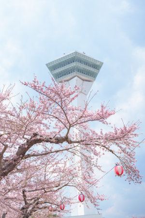 Beautiful Sakura Cherry Blossom in Spring season. Goryokaku Tower park in Hakodate city, Hokkaido prefecture, Japan. famous Landmark, Japan Travel and Vacation destinationの写真素材