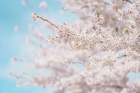 beautiful Spring day, Cherry blossom against blue sky in park, Somei Yoshino Sakura blooming in...