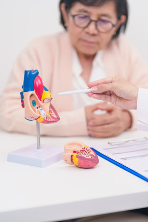 Doctor with Heart anatomy model. Elderly Patient consultation medical health for Cardiovascular...