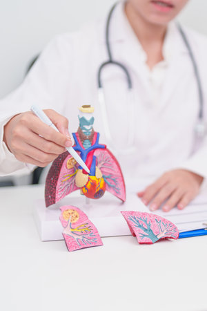 Doctor point heart Cardiovascular and Respiratory anatomy for Disease. Lung Cancer, Asthma, Chronic...