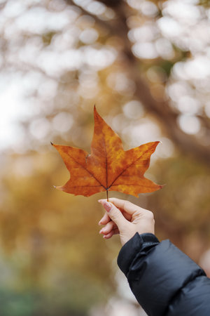 Woman hand holding orange maple leaves. Colorful falling foliage in the garden, natural background banner for Autumn season and seasonal change conceptの写真素材