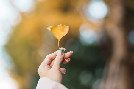 Woman hand holding yellow ginkgo leaves. Colorful falling foliage in the garden, natural background banner for Autumn season and seasonal change conceptの写真素材