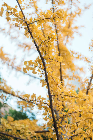 yellow ginkgo leaves against blue sky. Colorful falling foliage in the garden, natural background banner for Autumn season and seasonal change conceptの写真素材