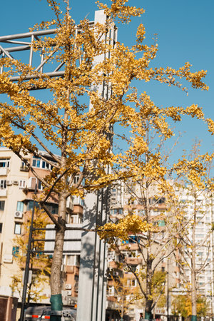 yellow ginkgo leaves against blue sky. Colorful falling foliage in the garden, natural background banner for Autumn season and seasonal change conceptの写真素材