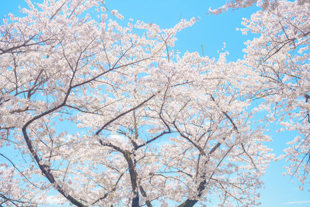 beautiful Spring day, Cherry blossom against blue sky in park, Somei Yoshino Sakura blooming in...