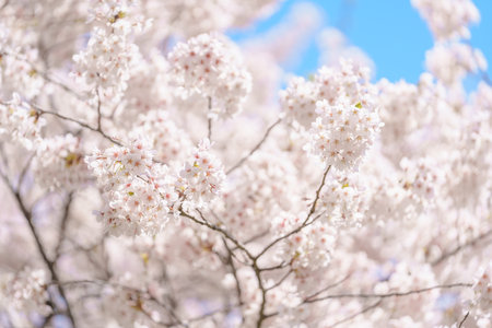 beautiful Spring day, Cherry blossom against blue sky in park, Somei Yoshino Sakura blooming in...