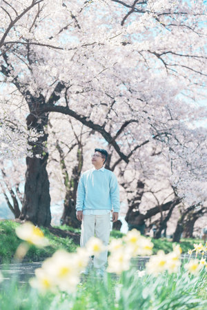 man tourist sightseeing Kitakami Tenshochi Park with Sakura Cherry Blossom in Spring, traveler travel in Kitakami festival, Iwate prefecture, Japan. Landmark for Travel and Vacation destinationの写真素材