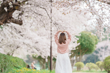 Woman tourist sightseeing Kajo Park Yamagata Castle Ruins with Sakura Cherry Blossom in Spring, happy traveler travel in Yamagata prefecture, Tohoku, Japan. famous Landmark for Travel and Vacationの写真素材