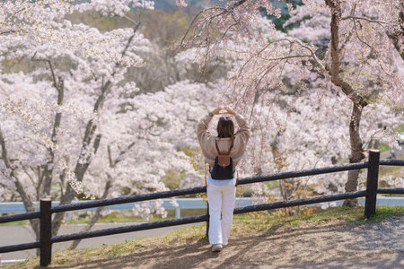 Woman tourist sightseeing Sakura Cherry Blossom in Spring. Happy traveler travel at Saigyo Modoshi no Matsu over Matsushima Bay in Matsushima, Miyagi Prefecture, Japan. Famous Landmark and Vacationの写真素材