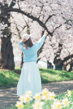 Woman tourist sightseeing Kitakami Tenshochi Park with Sakura Cherry Blossom in Spring, traveler travel in Kitakami festival, Iwate prefecture, Japan. Landmark for Travel and Vacation destinationの写真素材