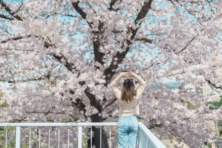 Woman tourist sightseeing Sakura Cherry blossom at Morioka Castle Ruins park in Spring, happy traveler travel in Iwate Park, Iwate prefecture, Japan. famous Landmark Travel and Vacation destinationの写真素材