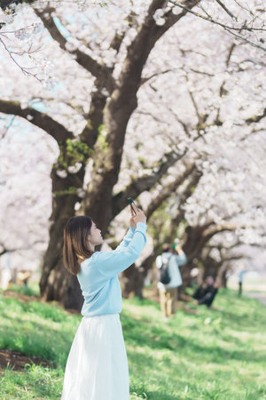 Woman tourist taking photo in Kitakami Tenshochi Park with Sakura Cherry Blossom in Spring, happy traveler travel in Kitakami, Iwate prefecture, Japan. famous Landmark Travel and Vacation destinationの写真素材