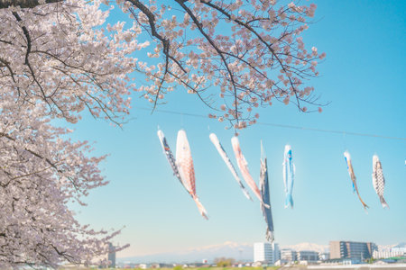 Kitakami Tenshochi Park with Sakura Cherry Blossom and Koinobori in Spring, Kitakami festival in Iwate prefecture, Japan. Famous Landmark for Travel and Vacation destinationの写真素材
