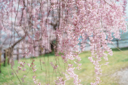 Shidarezakura Weeping Cherry blossom in Tendo Park or Maizuru Park in Spring season, landmark popular for tourist attractions in Yamagata prefecture, Tohoku, Japanの写真素材