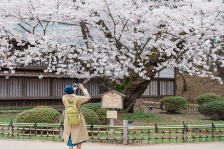 Tourists sightseeing the Oldest Somei Yoshino sakura at Hirosaki Cherry Blossom Festival, traveling in Hirosaki castle park, Aomori, Tohoku, Japan. Landmark famous in Japan. Travel and Vacationの写真素材