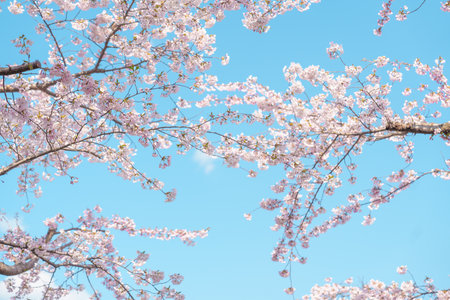 beautiful Spring day, Cherry blossom against blue sky in park, Somei Yoshino Sakura blooming in...