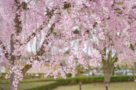 Shidarezakura tree blooming in Kajo Park Yamagata Castle Ruins, pink Sakura Cherry Blossom in Spring...