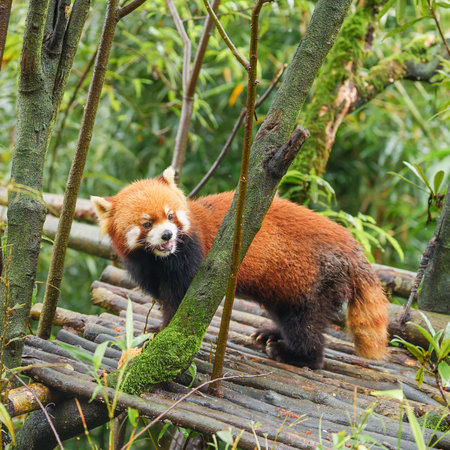 Cute Red Panda, Ailurus fulgens or lesser panda in forest at Chengdu Panda Breeding Research Center Dujiangyan. landmark and popular for tourists attractions in Chengdu, China. Travel and Vacationの写真素材