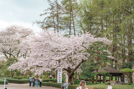 Tourists travel in Kajo Park Yamagata Castle Ruins with Sakura Cherry Blossom in Spring. Yamagata prefecture, Tohoku, Japan, 20 April 2025のeditorial素材