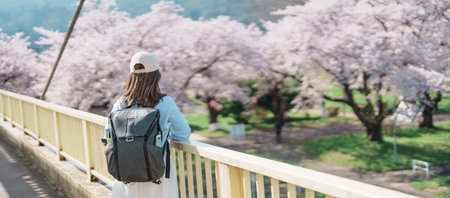 Woman tourist sightseeing Kitakami Tenshochi Park with Sakura Cherry Blossom in Spring, traveler...