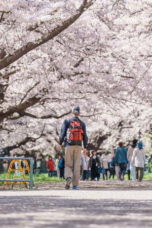 Kitakami Tenshochi Park with Sakura Cherry Blossom in Spring, Kitakami festival in Iwate prefecture,...