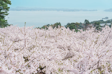 Matsushima Bay and Sakura cherry blossoms in Spring from Saigyo modoshi no matsu park near Sendai city, Miyagi Prefecture, Tohoku, Japan. Landmark and famous for tourists attraction. Japan travelの写真素材