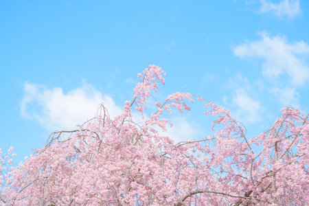 beautiful Spring day, sakura Cherry blossom against blue sky in park, Shidarezakura Weeping Cherry...