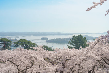 Matsushima Bay and Sakura cherry blossoms in Spring from Saigyo modoshi no matsu park near Sendai city, Miyagi Prefecture, Tohoku, Japan. Landmark and famous for tourists attraction. Japan travelの写真素材