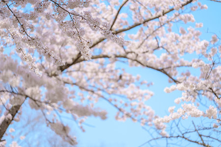 beautiful Spring day, Cherry blossom with bird against blue sky in park, Somei Yoshino Sakura...