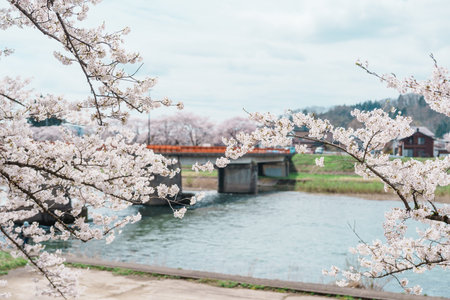 Beautiful Sakura Cherry Blossom in Hinokinai River riverbank in Kakunodate town, Semboku District, Akita Prefecture, Japan. Landmark and Vacation in spring seasonの写真素材