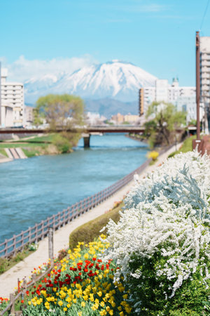 Beautiful Iwate mountain and Kitakami river with flowers blooming in Spring season, cityscape against blue sky in Morioka city, Iwate prefecture, Japan. famous Landmark Travel and Vacation destinationの写真素材