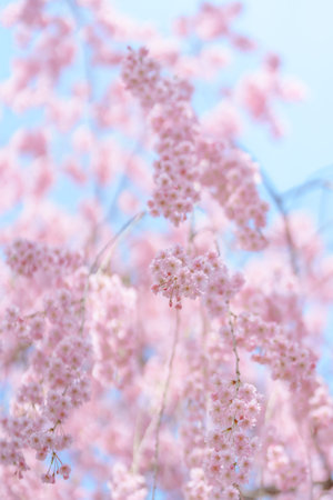 beautiful Spring day, sakura Cherry blossom against blue sky in park, Shidarezakura Weeping Cherry...
