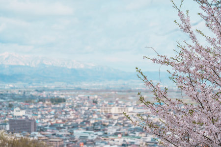 Sakura Cherry Blossom with snow mountain in Spring season, Tendo Park or Maizuru Park, landmark...