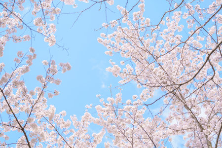 beautiful Spring day, Cherry blossom against blue sky in park, Somei Yoshino Sakura blooming in...