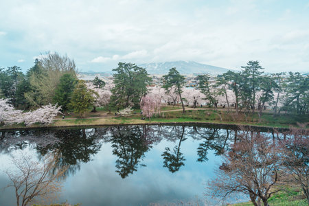 Beautiful Sakura Cherry Blossom and Iwaki mount in Hirosaki Castle park, traveling in Hirosaki city, Aomori, Tohoku, Japan. Landmark famous in Japan. Travel and Vacation destinationの写真素材