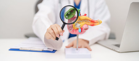 Doctor with human Pancreatitis anatomy model with Pancreas, Gallbladder, Bile Duct, Duodenum, Small intestine. Pancreatic cancer, Acute and Chronic pancreatitis, Digestive system and Health conceptの写真素材
