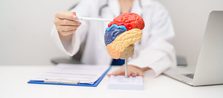 Doctor with human Brain anatomy model. World Brain Tumor day, Brain Stroke, Dementia, alzheimer, parkinson, mental health,  neurological disorders and Dementia conceptの写真素材