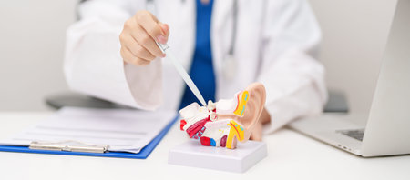 Doctor with human Ear anatomy model. Ear disease, Atresia, Otitis Media, Pertorated Eardrum, Meniere syndrome, otolaryngologist, Ageing Hearing Loss, Schwannoma and Healthcare medical conceptの写真素材