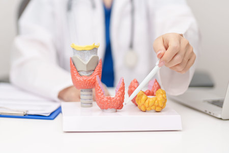 Doctor with human Thyroid anatomy model. Hyperthyroidism, Hypothyroidism, Hashimoto Thyroiditis, Thyroid Tumor and Cancer, Postpartum, Papillary Carcinoma and Health conceptの写真素材