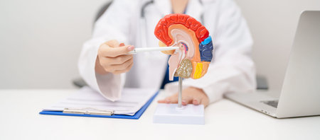 Doctor with human Brain anatomy model. World Brain Tumor day, Brain Stroke, Dementia, alzheimer,...
