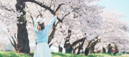 Woman tourist sightseeing Kitakami Tenshochi Park with Sakura Cherry Blossom in Spring, traveler travel in Kitakami festival, Iwate prefecture, Japan. Landmark for Travel and Vacation destinationの写真素材