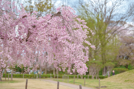 Shidarezakura tree blooming in Kajo Park Yamagata Castle Ruins, pink Sakura Cherry Blossom in Spring...